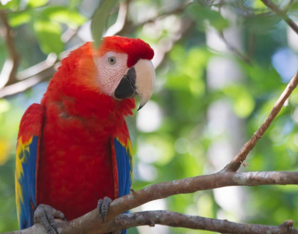Jungle Lodge At Wild Sun Rescue Center Cabuya  Exterior foto