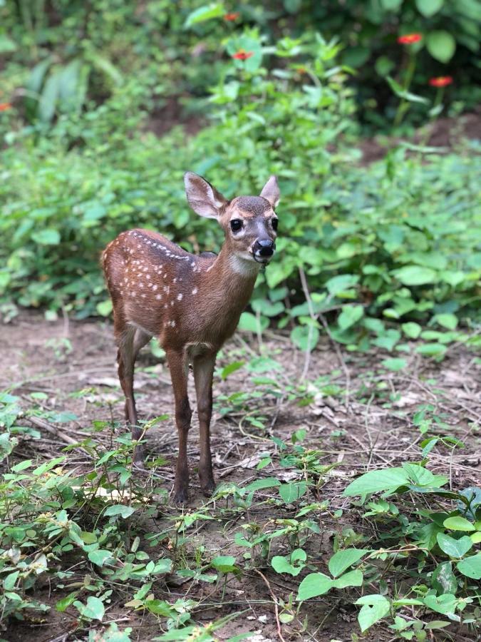 Jungle Lodge At Wild Sun Rescue Center Cabuya  Exterior foto