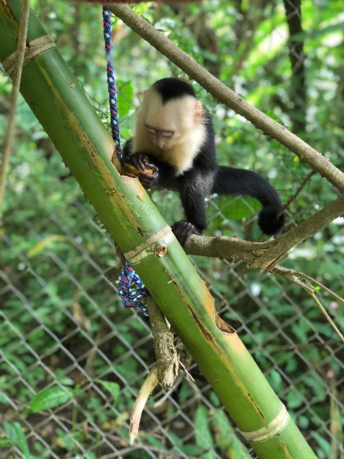 Jungle Lodge At Wild Sun Rescue Center Cabuya  Exterior foto